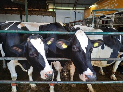 Farma muznih krava Mužlai