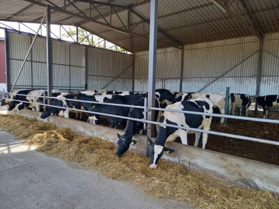 Farma muznih krava Mužlai