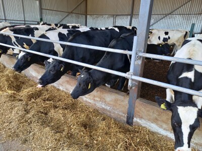 Farma muznih krava Mužlai