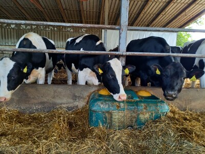 Farma muznih krava Mužlai