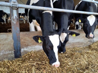 Farma muznih krava Mužlai