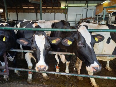 Farma muznih krava Mužlai