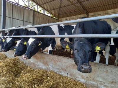Farma muznih krava Mužlai