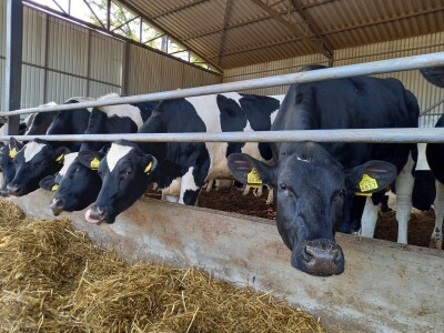 Farma muznih krava Mužlai