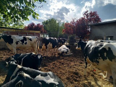 Farma muznih krava Mužlai