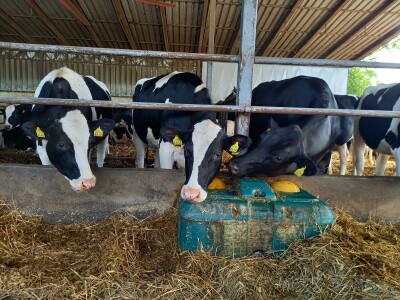 Farma muznih krava Mužlai