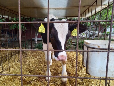 Farma muznih krava Mužlai