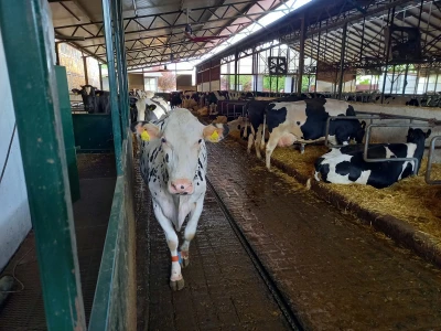 Farma muznih krava Mužlai