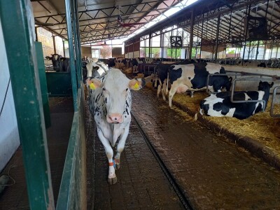 Farma muznih krava Mužlai