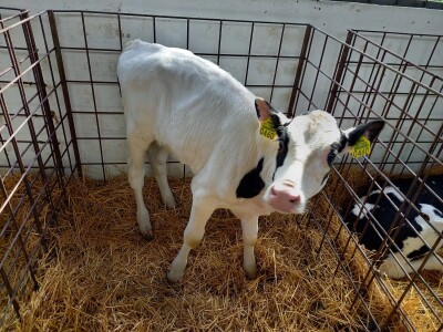 Farma muznih krava Mužlai