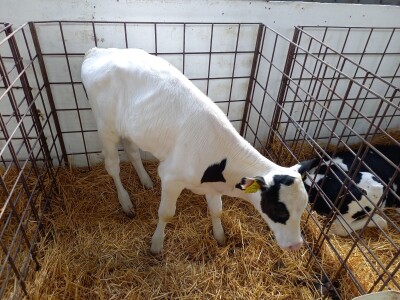 Farma muznih krava Mužlai