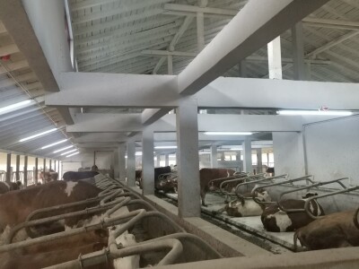 Farma muznih krava u Vitezu