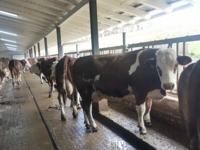 Farma muznih krava u Vitezu