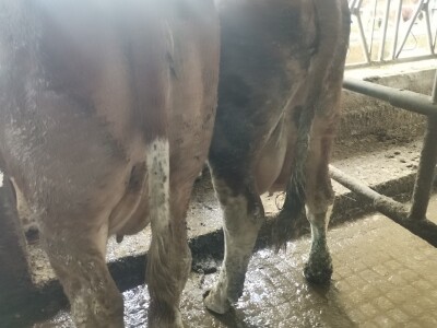 Farma muznih krava u Vitezu