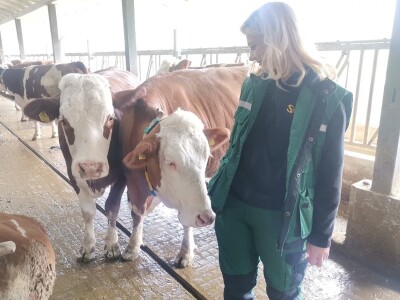 Farma muznih krava u Vitezu