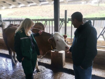 Farma muznih krava u Vitezu