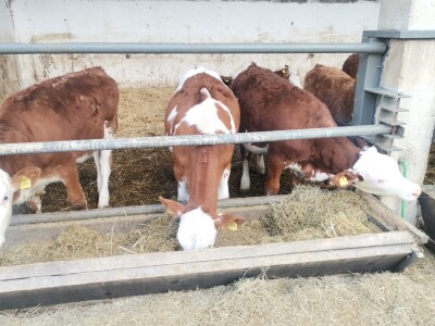 Farma muznih krava u Vitezu
