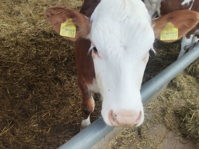 Farma muznih krava u Vitezu