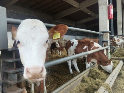 Farma muznih krava u Vitezu