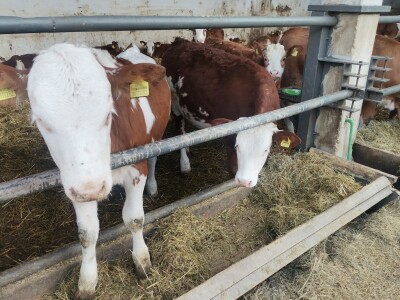 Farma muznih krava u Vitezu