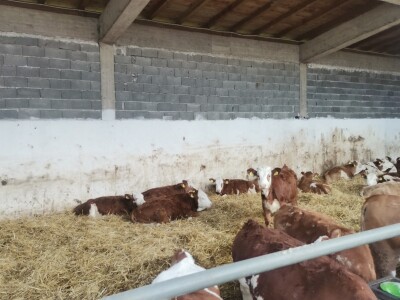 Farma muznih krava u Vitezu