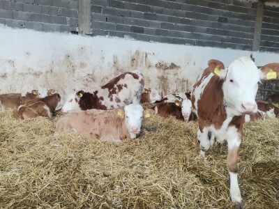 Farma muznih krava u Vitezu