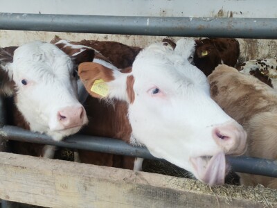 Farma muznih krava u Vitezu