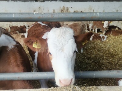 Farma muznih krava u Vitezu