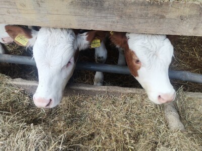 Farma muznih krava u Vitezu