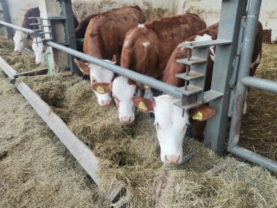 Farma muznih krava u Vitezu