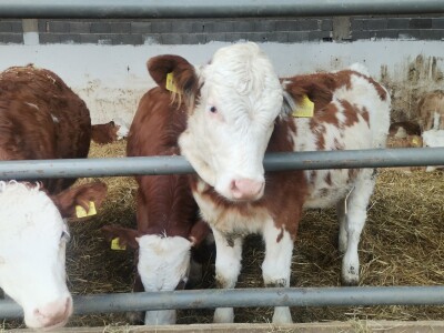 Farma muznih krava u Vitezu