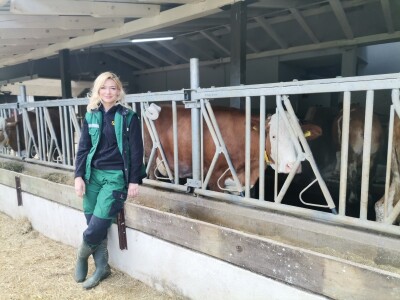 Farma muznih krava u Vitezu