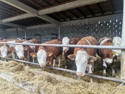 Farma muznih krava u Vitezu