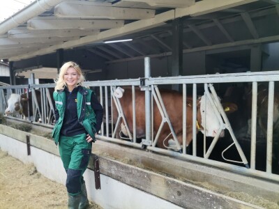 Farma muznih krava u Vitezu