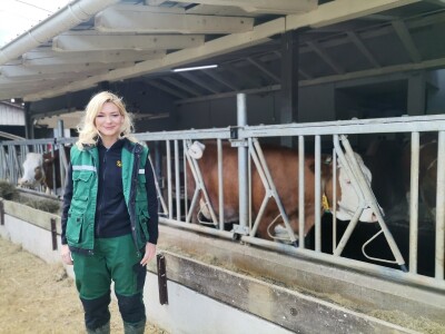 Farma muznih krava u Vitezu