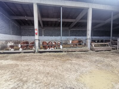 Farma muznih krava u Vitezu