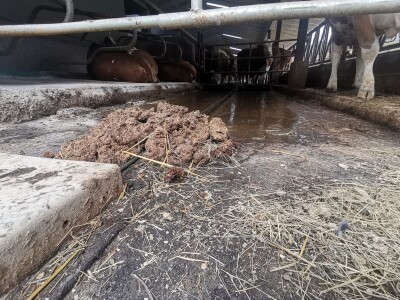 Farma muznih krava u Vitezu