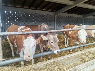 Farma muznih krava u Vitezu