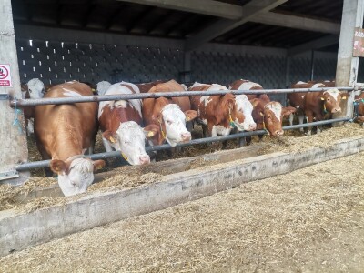 Farma muznih krava u Vitezu