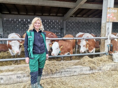 Farma muznih krava u Vitezu