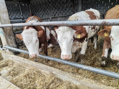 Farma muznih krava u Vitezu