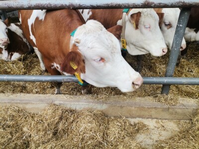 Farma muznih krava u Vitezu