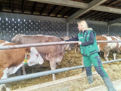 Farma muznih krava u Vitezu