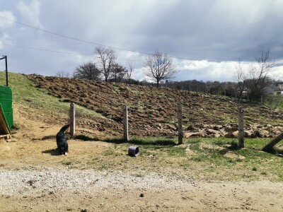 Farma muznih krava u Vitezu