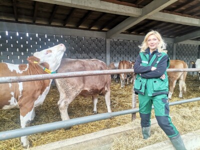 Farma muznih krava u Vitezu