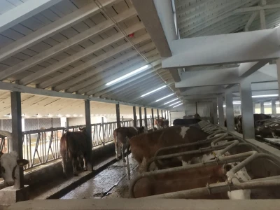 Farma muznih krava u Vitezu