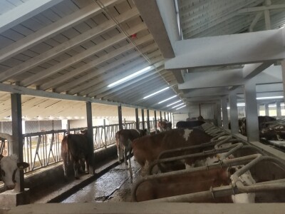 Farma muznih krava u Vitezu