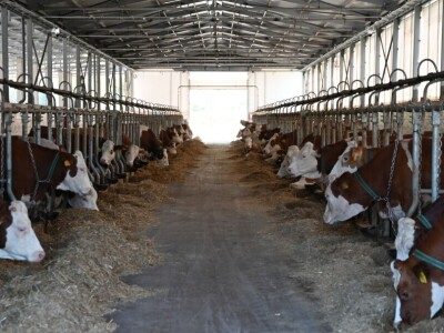 Farma muznih krava "Zara"