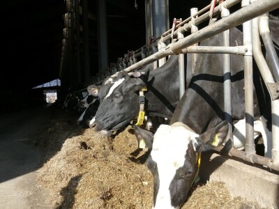 Farma obitelji Murković iz međimurskog Novakovca najbolja je mlječna farma u Hrvatskoj