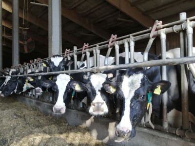 Farma obitelji Murković iz međimurskog Novakovca najbolja je mlječna farma u Hrvatskoj